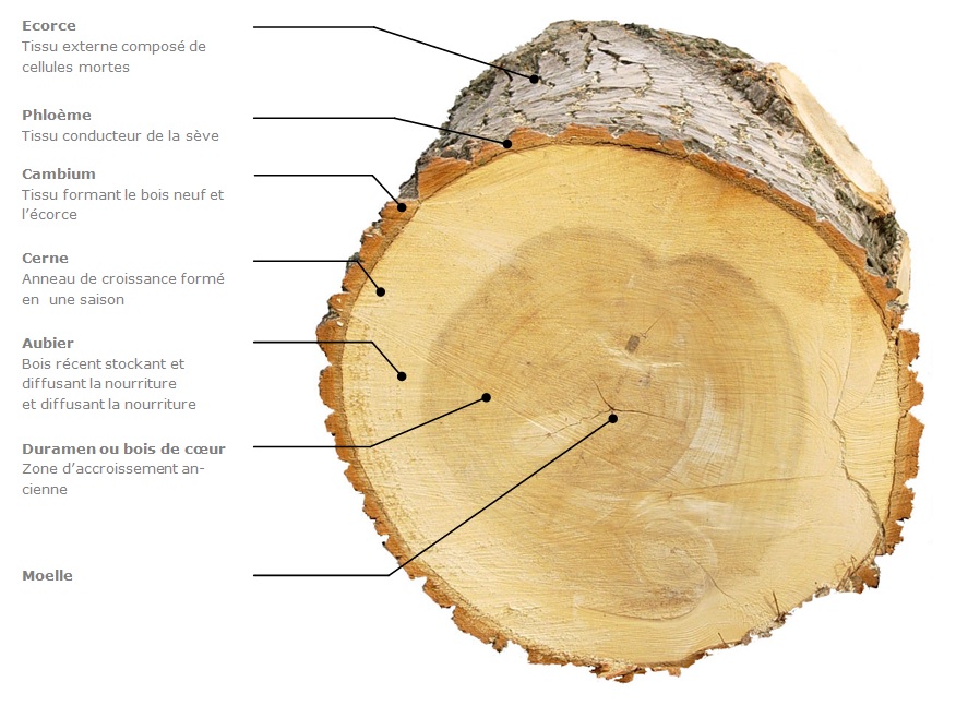 L Arbre Les Guides De La Construction Bois