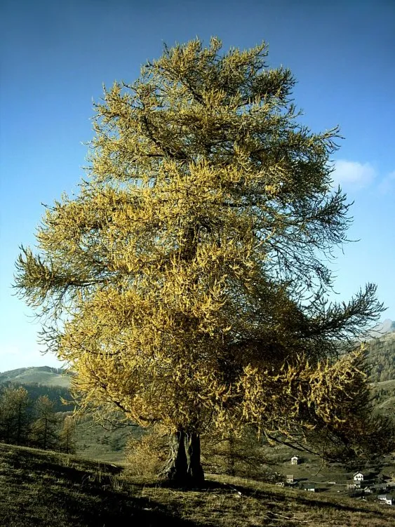 Mélèze en automne