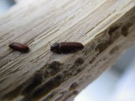 Les insectes xylophages 