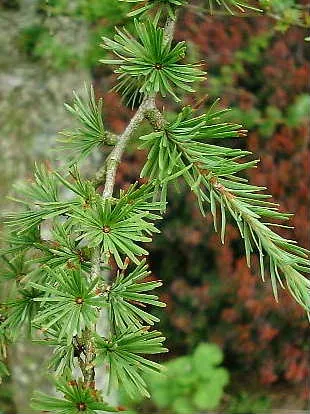 Feuillage du mélèze