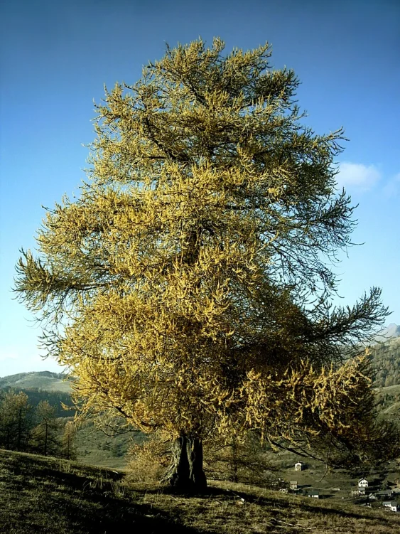 Mélèze en automne